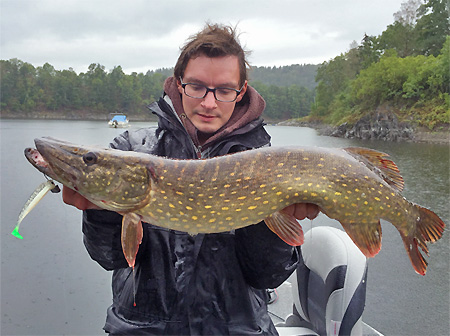 Lieblingskoeder Mr White