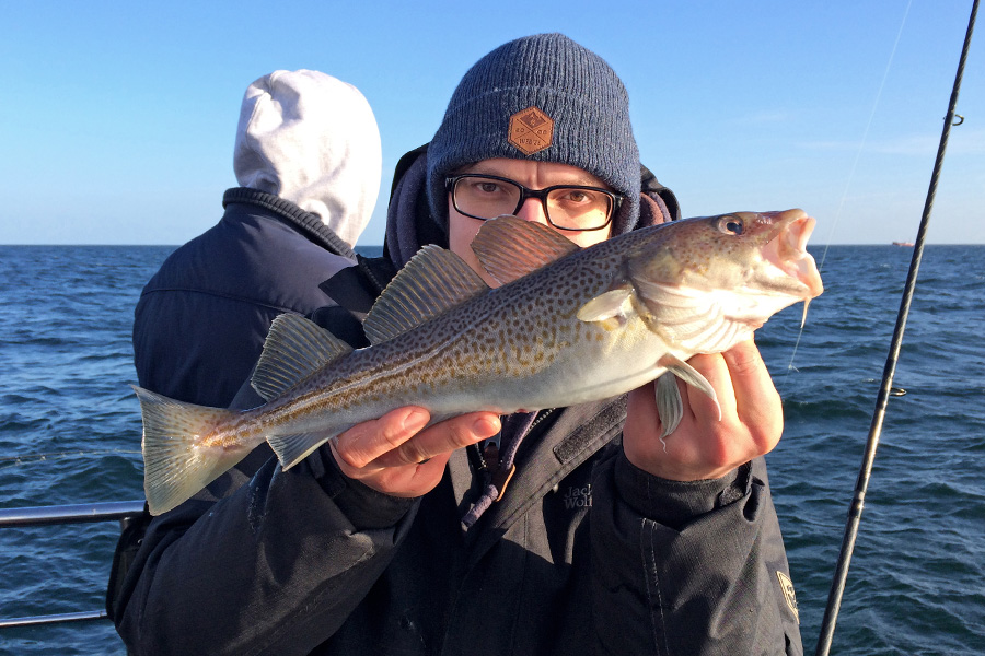 Fangfoto Dorsch auf Gummik&ouml;der M&ouml;hrchen