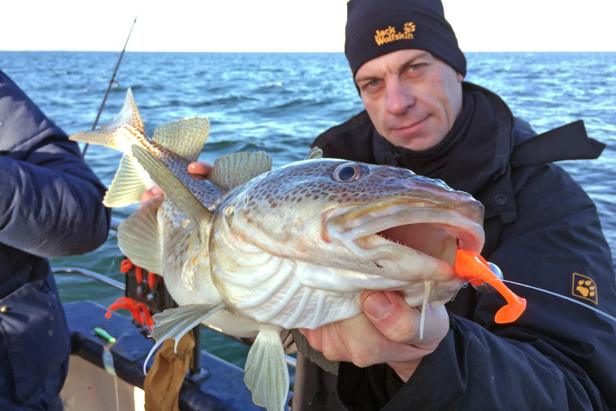 Fangfoto Dorsch auf Gummik&ouml;der M&ouml;hrchen