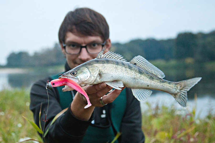 Jens von Lieblingsköder mit Zander auf Gummifisch Pinky