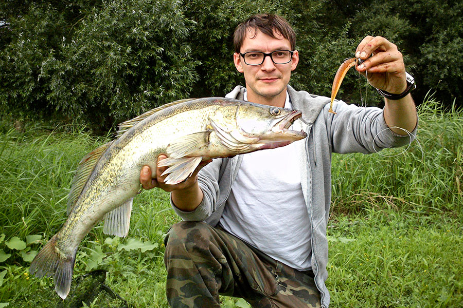 Fangfoto Zander auf Gummiköder Whisky