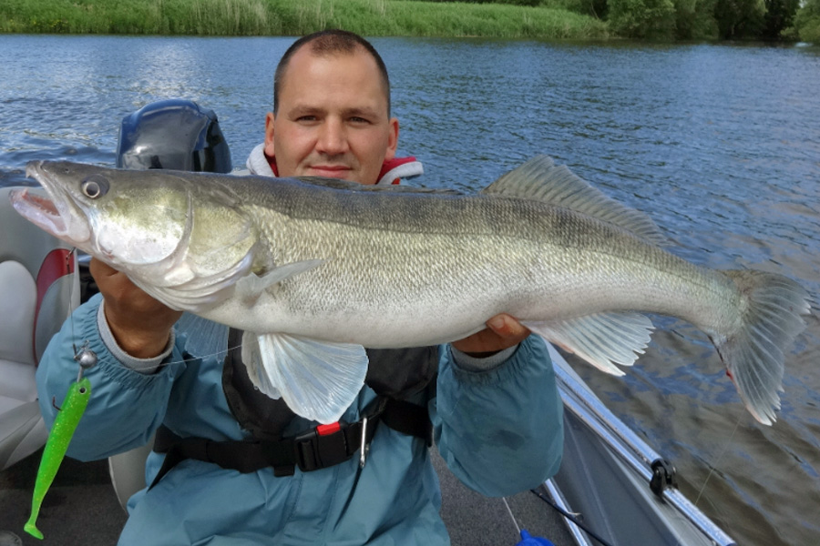 Dirk f&auml;ngt Zander mit Lieblingsk&ouml;der Wasabi.