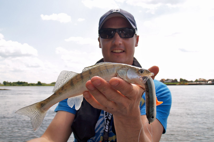 Angelguide Stephan Kadner f&auml;ngt Zander mit Lieblingsk&ouml;der Captain.