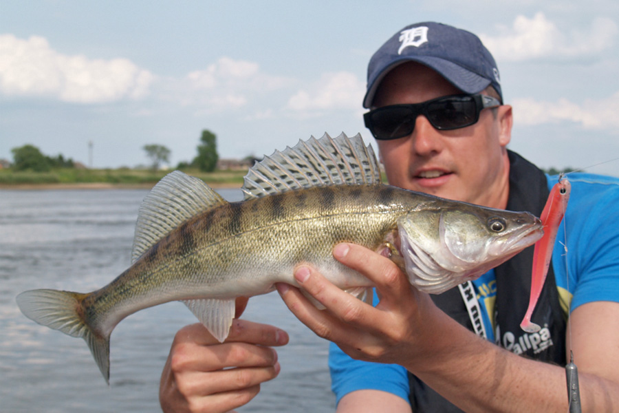 Angelguide Stephan Kadner f&auml;ngt Zander mit Lieblingsk&ouml;der Pinky.