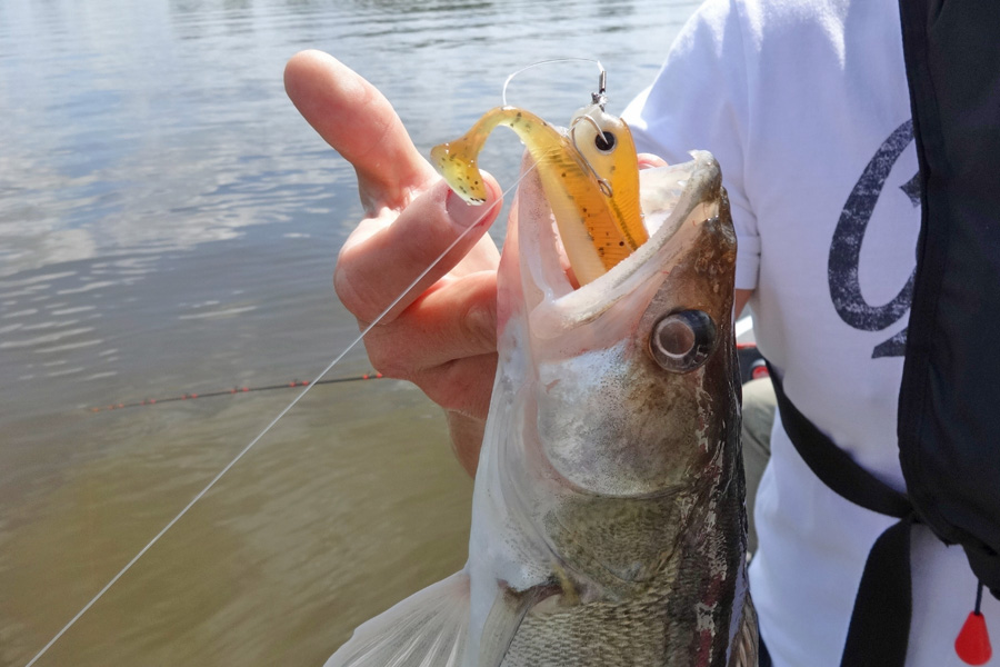 Angelguide Stephan Kadner f&auml;ngt Zander mit Lieblingsk&ouml;der Whisky.