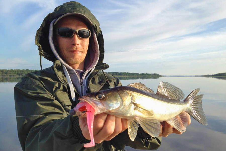 Tobias Peitsch fängt Zander mit Lieblingsköder Pinky.