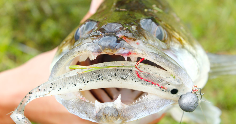 Zanderangeln mit Gummifisch - Zander mit Lieblingsköder Sunny